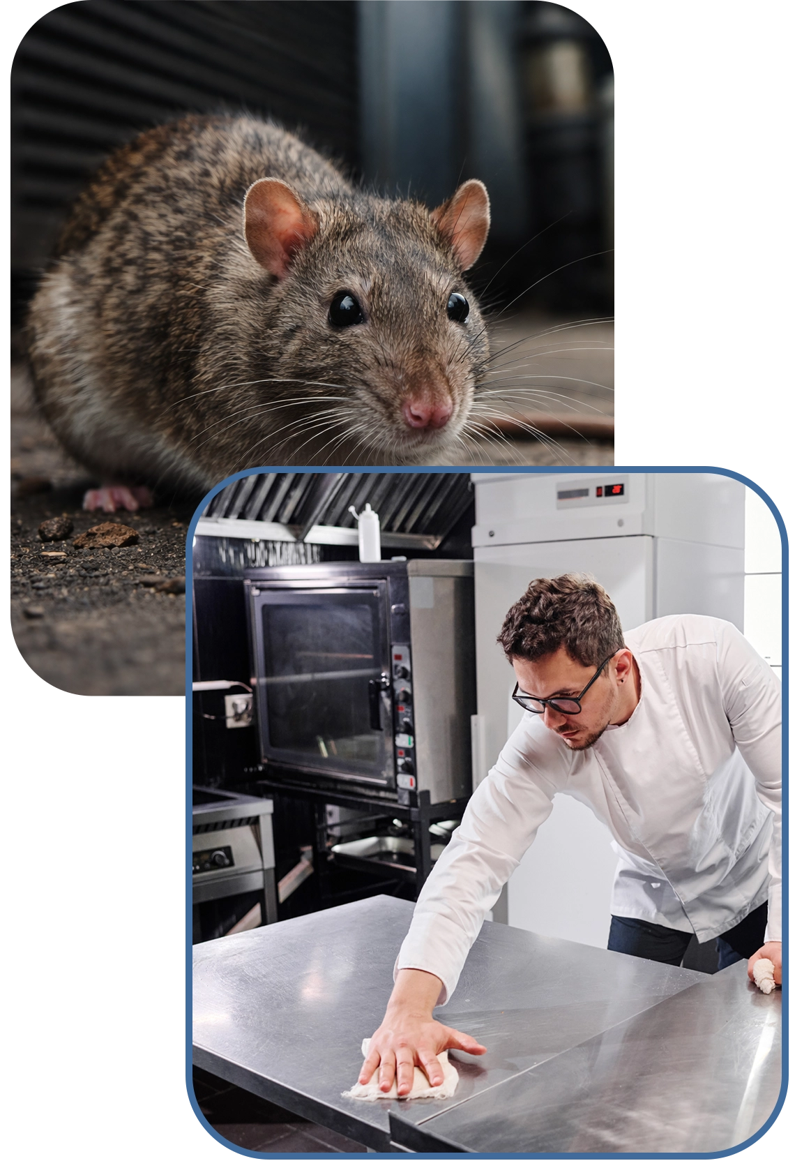 commercial-pest-service-kitchen_rodent