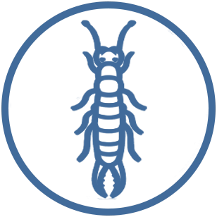 icon-earwig-10pt-